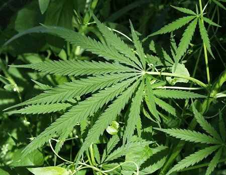 Marijuana